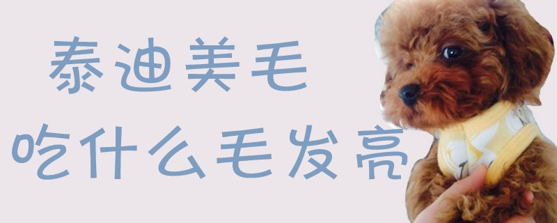 泰迪美毛吃什么毛发亮