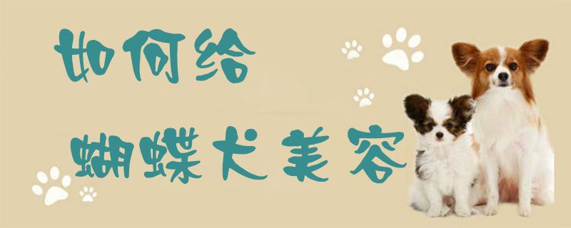 如何给蝴蝶犬美容