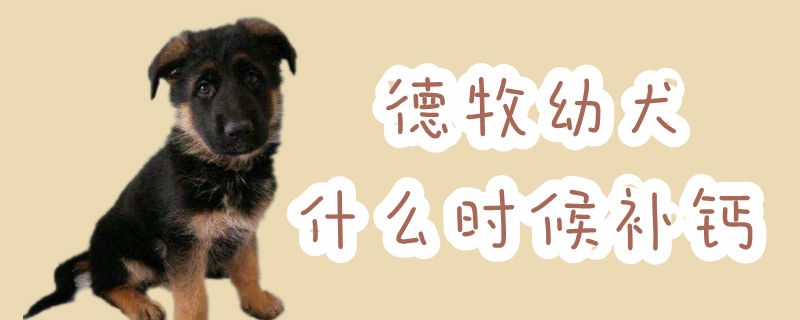 德牧幼犬什么时候补钙