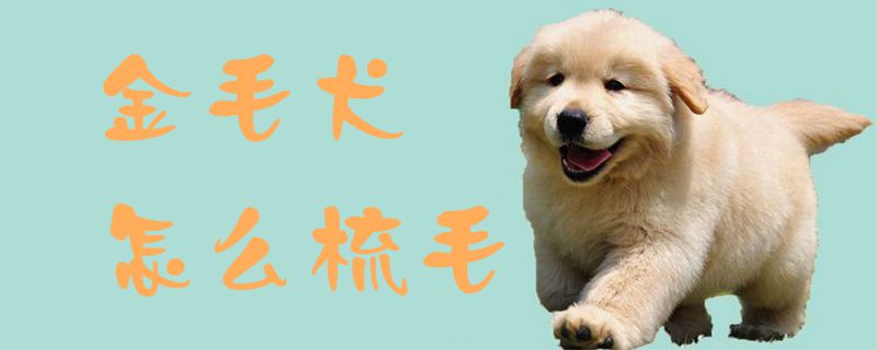 金毛犬怎么梳毛