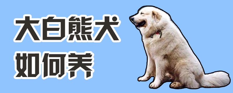 大白熊犬如何养