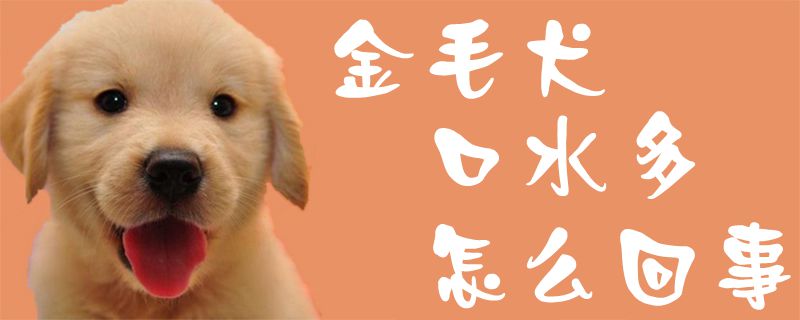 金毛犬口水多怎么回事