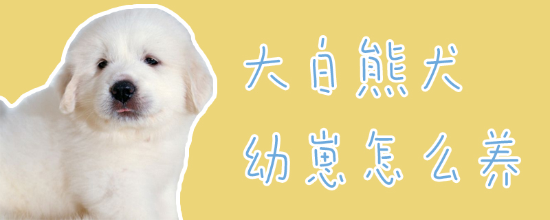 大白熊犬幼崽怎么养