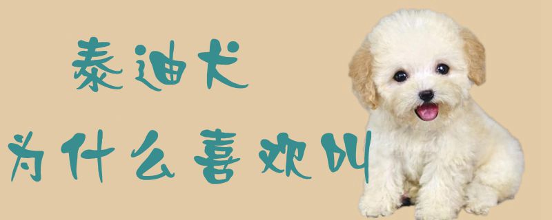 泰迪犬为什么喜欢叫