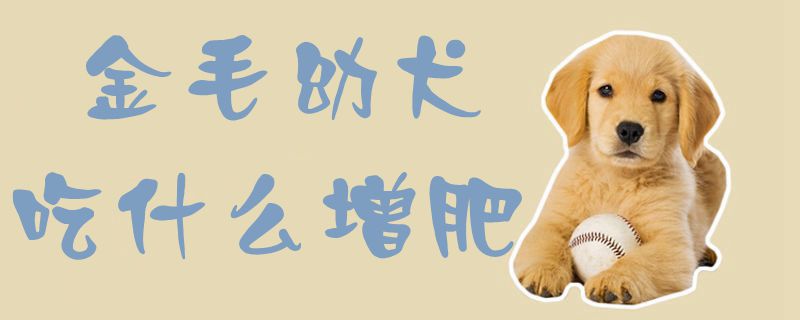 金毛幼犬吃什么增肥