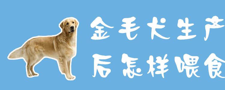 金毛犬生产后怎样喂食