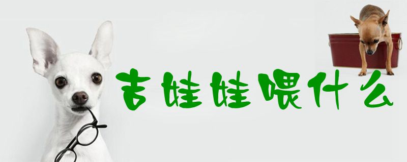 吉娃娃喂什么