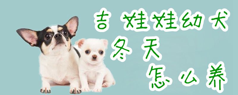 吉娃娃幼犬冬天怎么养