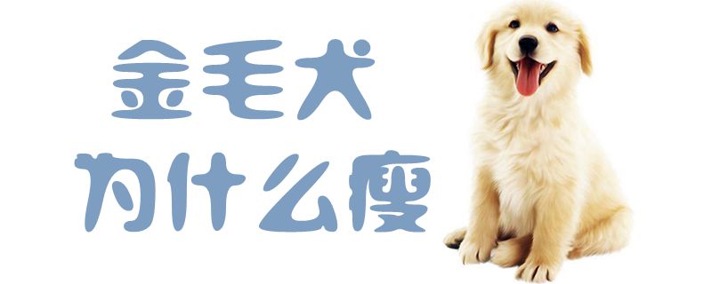 金毛犬为什么瘦