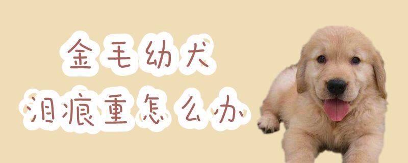 金毛幼犬泪痕重怎么办