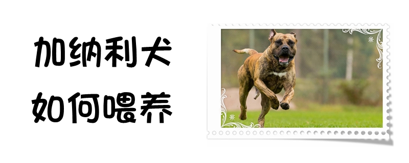 加纳利犬如何喂养