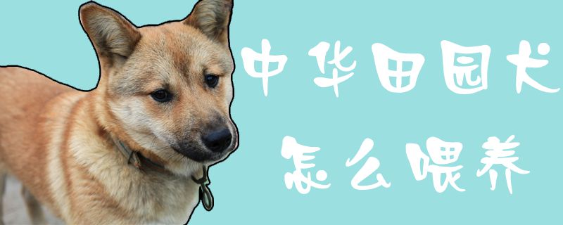 中华田园犬怎么喂养