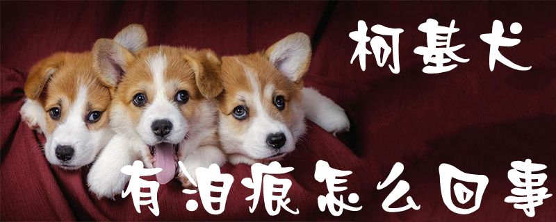 柯基犬有泪痕怎么回事