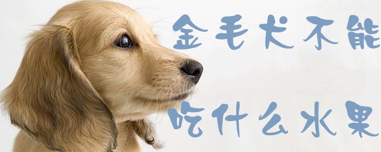 金毛犬不能吃什么水果