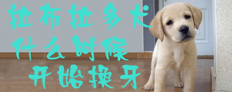 拉布拉多犬什么时候开始换牙