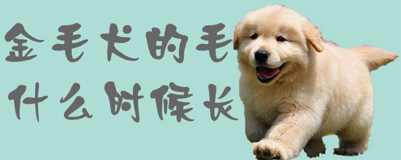 金毛犬的毛什么时候长