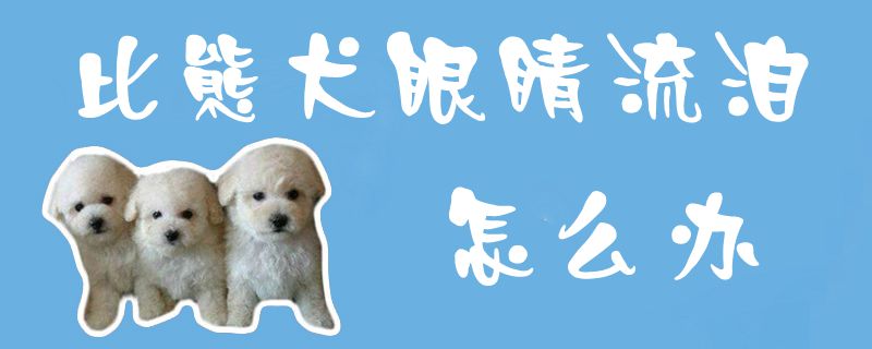 比熊犬眼睛流泪怎么办