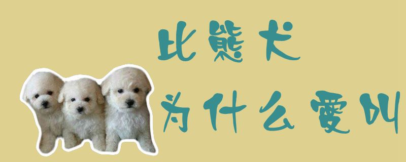 比熊犬为什么爱叫