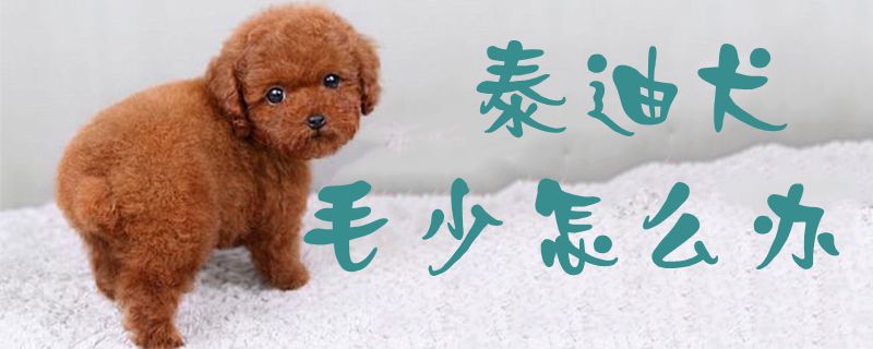 泰迪犬毛少怎么办