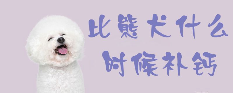 比熊犬什么时候补钙