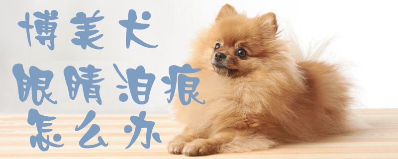 博美犬眼睛泪痕怎么办