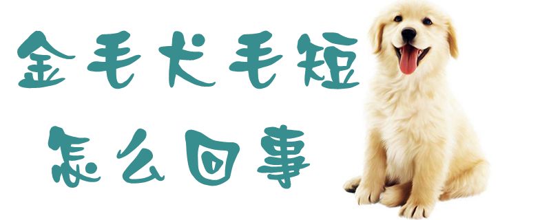 金毛犬毛短怎么回事