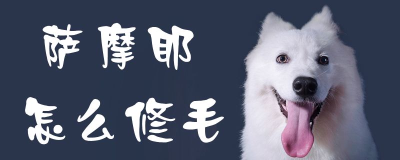 萨摩耶怎么修毛