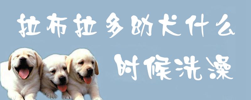 拉布拉多幼犬什么时候洗澡