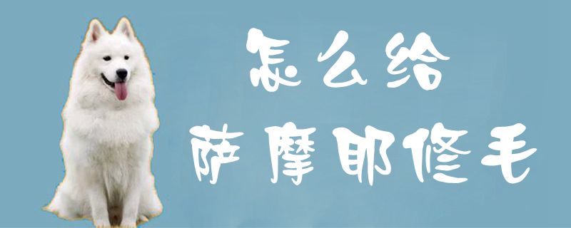 怎么给萨摩耶修毛