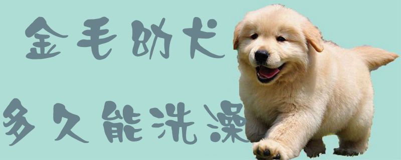 金毛幼犬多久能洗澡