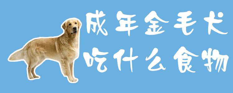 成年金毛犬吃什么食物