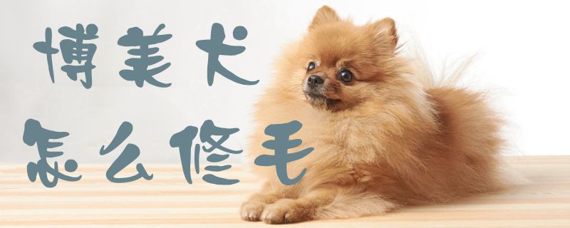 博美犬怎么修毛