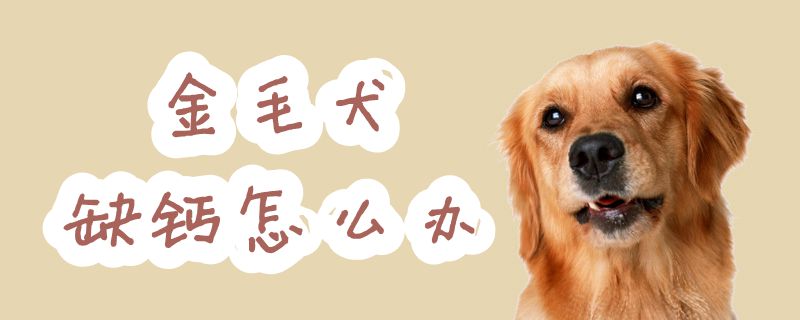 金毛犬缺钙怎么办