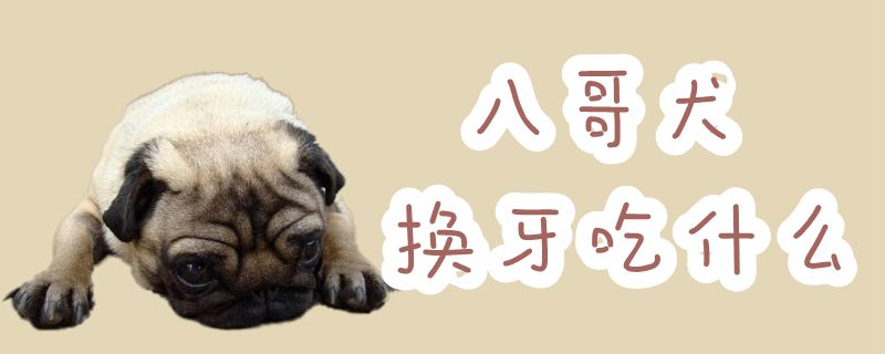 八哥犬换牙吃什么