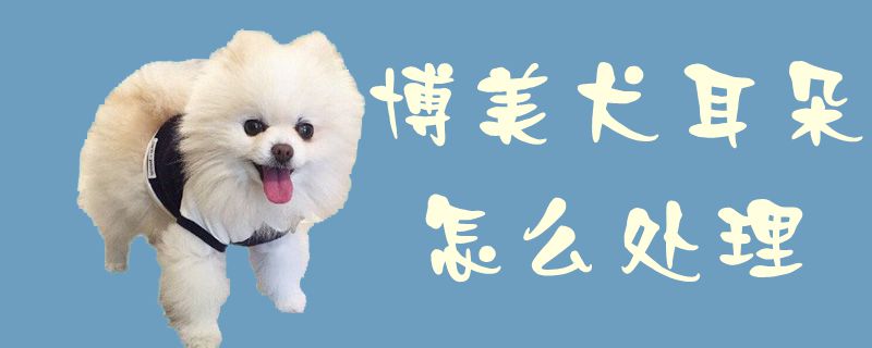 博美犬耳朵怎么处理