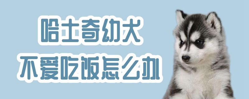 哈士奇幼犬不爱吃饭怎么办