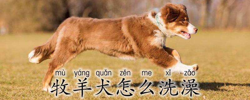 牧羊犬怎么洗澡