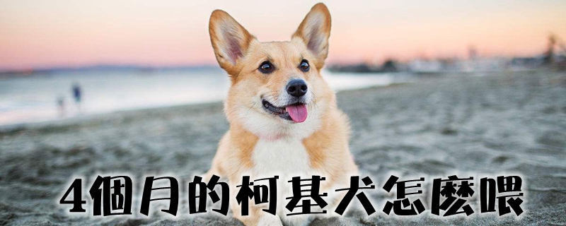 4个月的柯基犬怎么喂