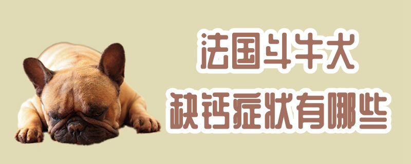 法国斗牛犬缺钙症状有哪些