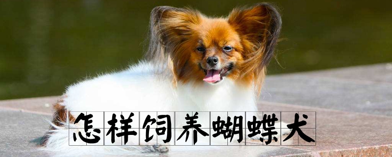 怎样饲养蝴蝶犬