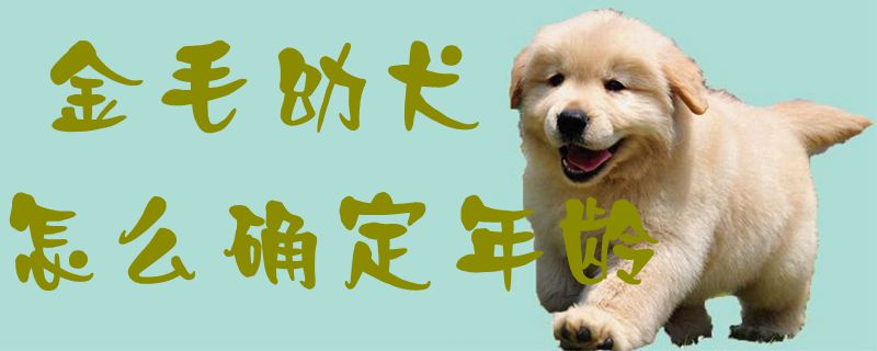 金毛幼犬怎么确定年龄