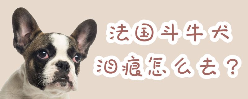 法国斗牛犬泪痕怎么去