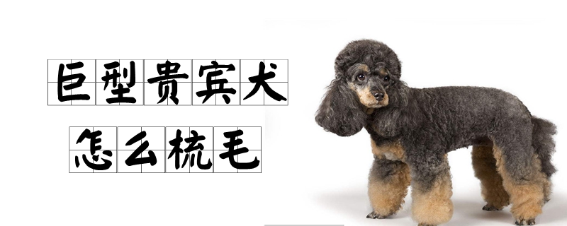 巨型贵宾犬怎么梳毛