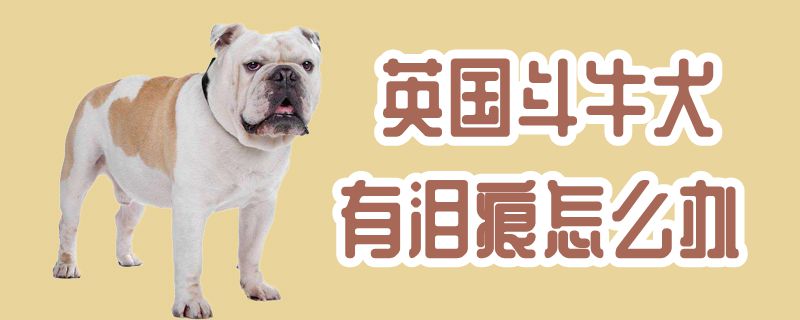 英国斗牛犬有泪痕怎么办