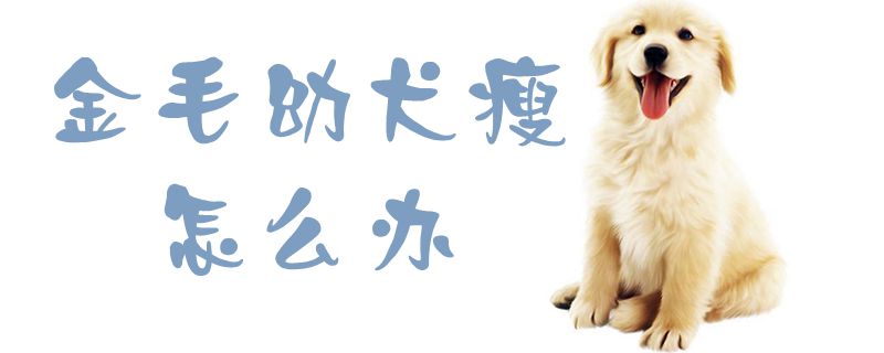 金毛幼犬瘦怎么办