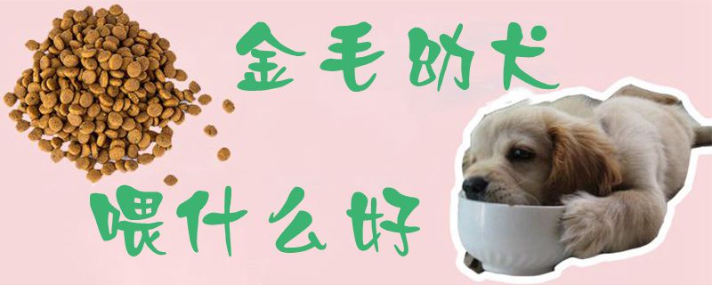 金毛幼犬喂什么好