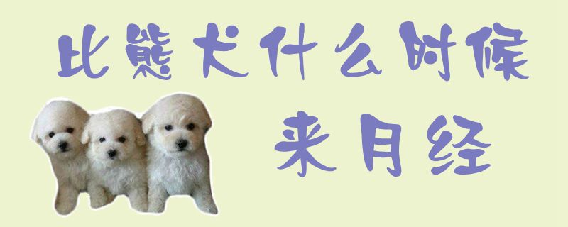 比熊犬什么时候来月经