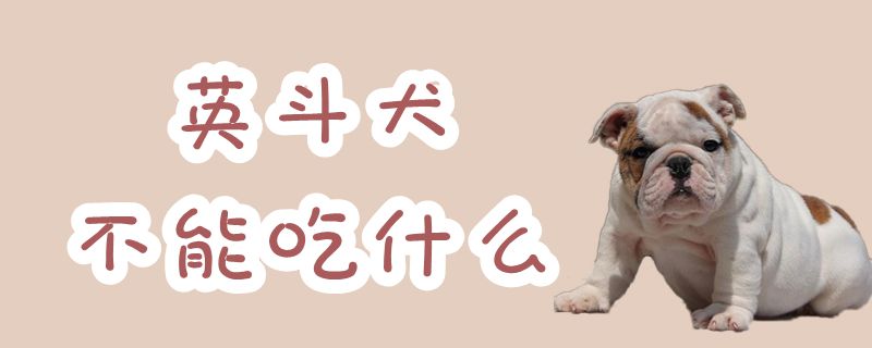 英斗犬不能吃什么