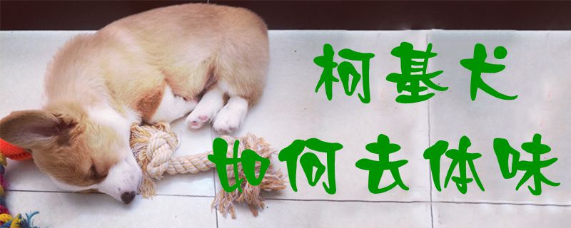 柯基犬如何去体味