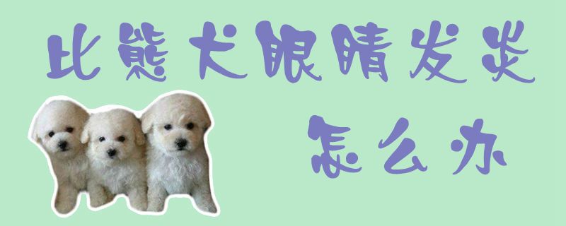 比熊犬眼睛发炎怎么办